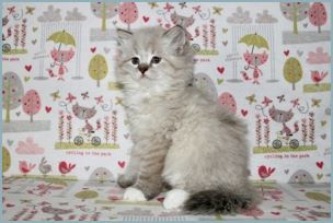 Male Siberian Kitten from Deedlebug Siberians